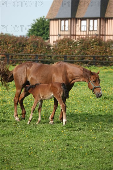 France, Basse Normandie, calvados, pays d'auge, environs de mezidon cano, haras, chevaux, poulain jument, hippisme, equides, elevage, agriculture,