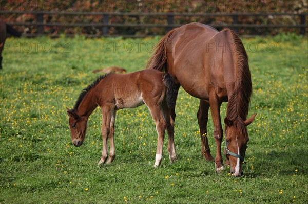 France, Basse Normandie, calvados, pays d'auge, environs de mezidon cano, haras, chevaux, poulain jument, hippisme, equides, elevage, agriculture,