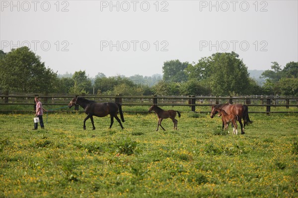 France, Basse Normandie, calvados, pays d'auge, environs de mezidon cano, haras, chevaux, poulain jument, hippisme, equides, elevage, agriculture,