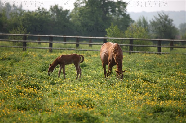 France, Basse Normandie, calvados, pays d'auge, environs de mezidon cano, haras, chevaux, poulain jument, hippisme, equides, elevage, agriculture,