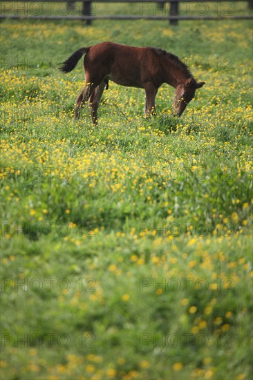 France, Basse Normandie, calvados, pays d'auge, environs de mezidon cano, haras, chevaux, poulain jument, hippisme, equides, elevage, agriculture,