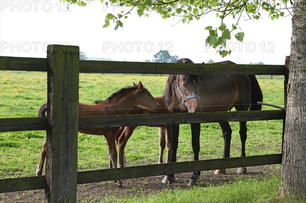 France, Basse Normandie, calvados, pays d'auge, environs de mezidon cano, haras, chevaux, poulain jument, hippisme, equides, elevage, agriculture,