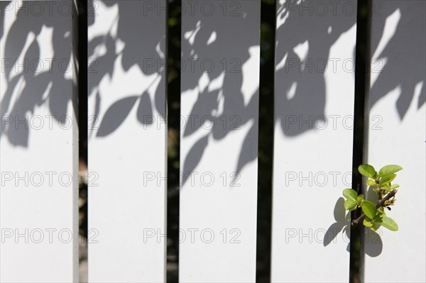 France, Basse Normandie, calvados, cote fleurie, houlgate, bord de mer, detail palissade, vegetation au travers des lattes,