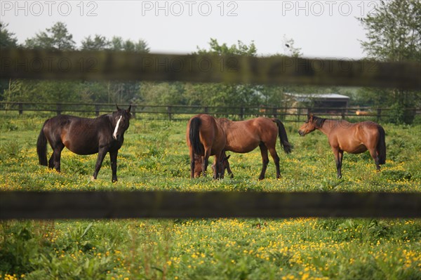 France, Basse Normandie, calvados, pays d'auge, environs de mezidon cano, haras, chevaux, poulain jument, hippisme, equides, elevage, agriculture,