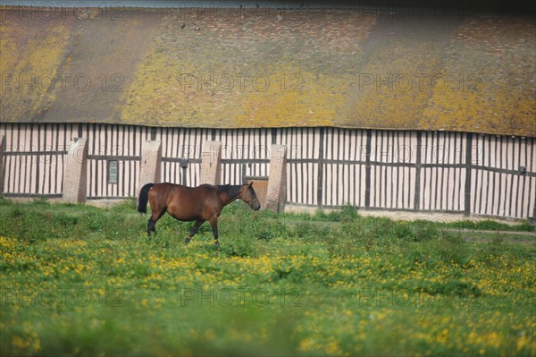 France, Basse Normandie, calvados, pays d'auge, environs de mezidon cano, haras, chevaux, poulain jument, hippisme, equides, elevage, agriculture,