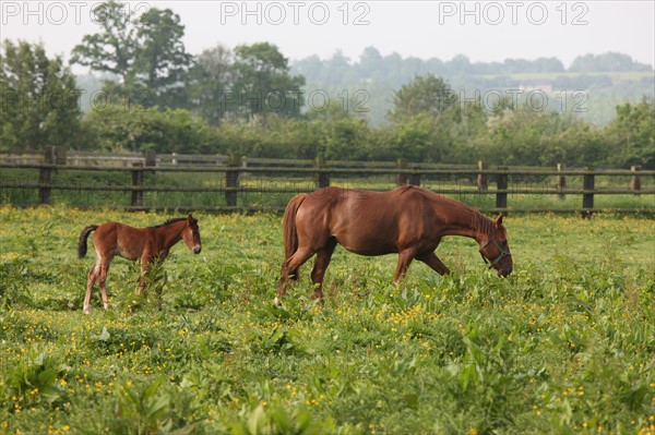 France, Basse Normandie, calvados, pays d'auge, environs de mezidon cano, haras, chevaux, poulain jument, hippisme, equides, elevage, agriculture,