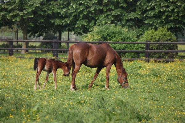 France, Basse Normandie, calvados, pays d'auge, environs de mezidon cano, haras, chevaux, poulain jument, hippisme, equides, elevage, agriculture,