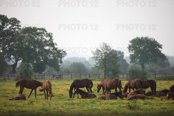 France, Basse Normandie, calvados, pays d'auge, environs de mezidon cano, haras, chevaux, poulain jument, hippisme, equides, elevage, agriculture,