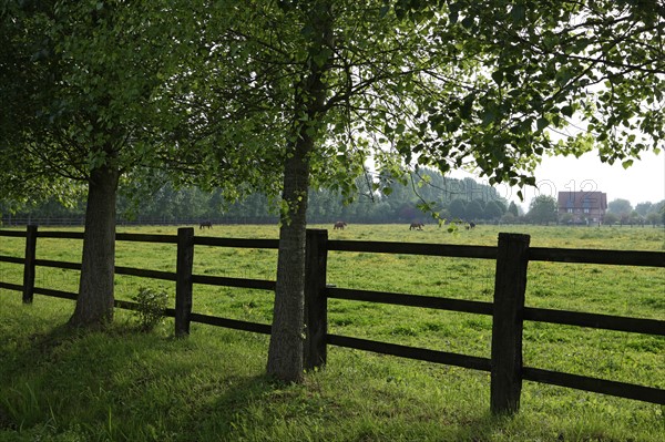 France, Basse Normandie, calvados, pays d'auge, environs de mezidon cano, haras, chevaux, poulain jument, hippisme, equides, elevage, agriculture,