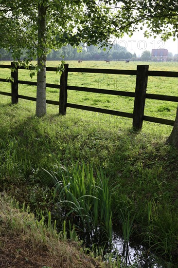 France, Basse Normandie, calvados, pays d'auge, environs de mezidon cano, haras, chevaux, poulain jument, hippisme, equides, elevage, agriculture,