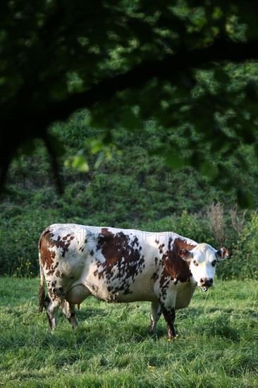 France, pays d'auge