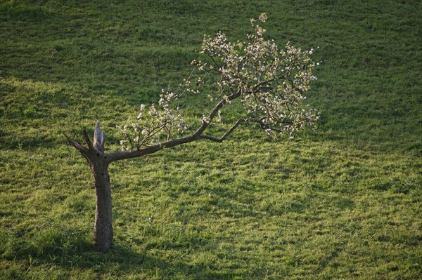 France, Basse Normandie, calvados, pays d'auge, environs de cambremer, pommier en fleur partiellement foudroye, agriculture,