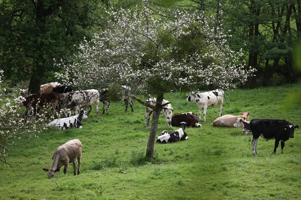 France, pays d'auge