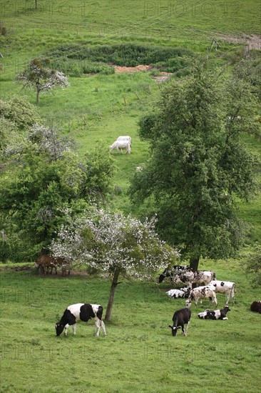 France, pays d'auge