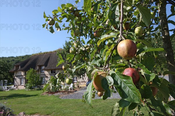 France, Haute Normandie, eure, pays de risle estuaire, Les Cigognes, 211 bis chemin du Roy, maison d'hote, location velo, pommiers, chaumiere, gastronomie, produits regionaux,