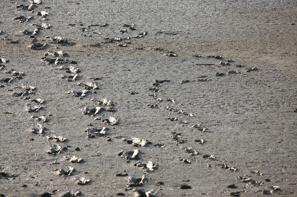 France, Basse Normandie, calvados, bessin, Isigny sur mer, embouchure de la vire, littoral, dunes, estuaire, manche, sable, traces de pas et de pattes d'oiseaux dans la vase,