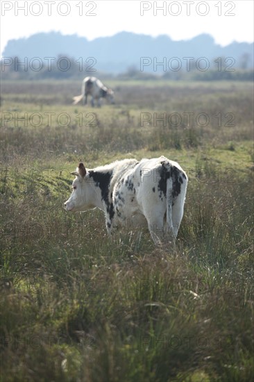 France, Basse Normandie, calvados, bessin, entre isigny et grandcamp maisy, littoral, dunes, estuaire, manche, sable, vache normande, roseau,