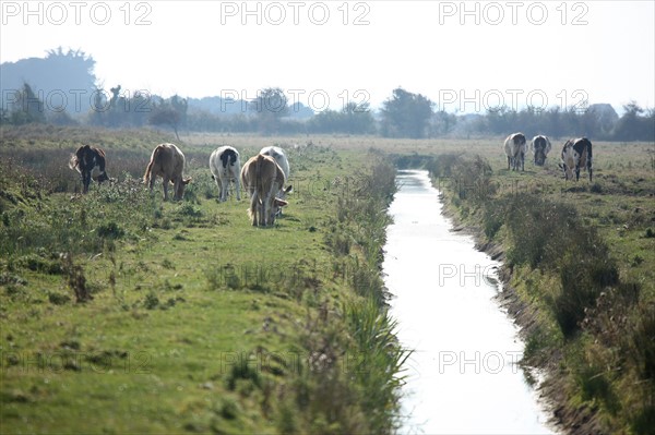 France, Basse Normandie, calvados, bessin, entre isigny et grandcamp maisy, littoral, dunes, estuaire, manche, sable, vache normande, roseau,