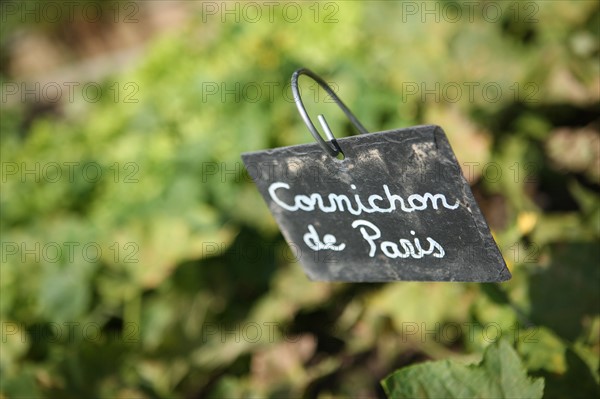 France, Haute Normandie, eure, pays du roumois, saint ouen de pontcheuil, moulin amour, jardin potager, famille, enfant,