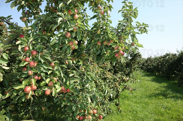 France, Haute Normandie, eure, vexin normand, boisemont, le pressoir d'or, erric dore, production cidricole, pommes, bienvenue a la ferme, verger, potager, jardin, agriculture,