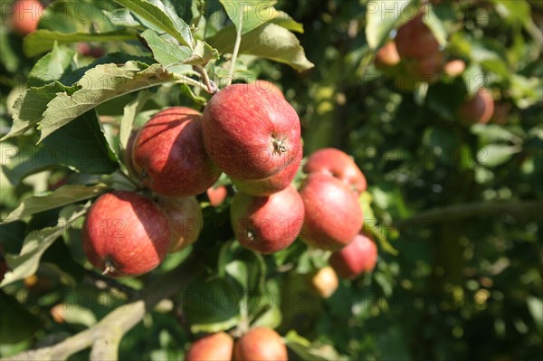 France, Haute Normandie, eure, vexin normand, boisemont, le pressoir d'or, erric dore, production cidricole, pommes, bienvenue a la ferme, verger, potager, jardin, agriculture,