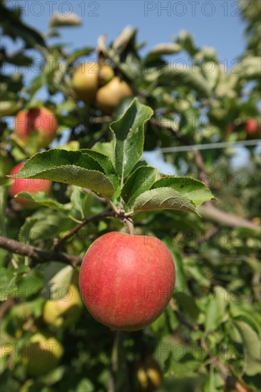 France, Haute Normandie, eure, vexin normand, boisemont, le pressoir d'or, erric dore, production cidricole, pommes, bienvenue a la ferme, verger, potager, jardin, agriculture,