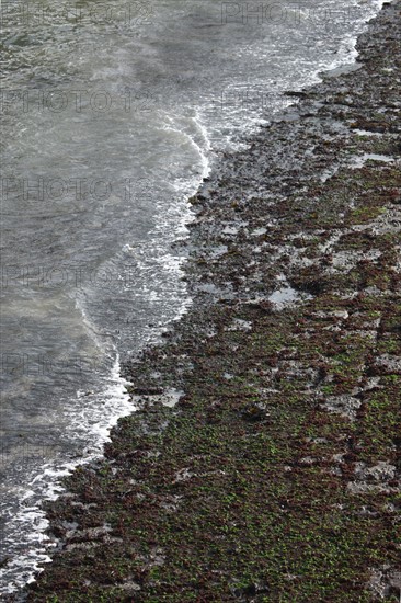 France, Haute Normandie, seine maritime, pays des hautes falaises, etretat, fecamp, plage, galets, circuits impressionnistes, detail sol pres de la jetee, mousse,