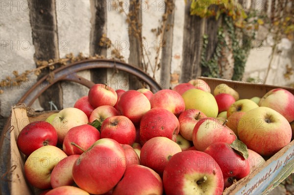 France, Haute Normandie, seine maritime, pays des caux seine, ferme du petit clos, Francois xavier craquelin, producteur de pommes, cidre, gastronomie, terroir, futs, tonneaux,