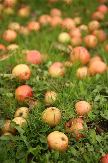 France, Haute Normandie, seine maritime, pays des caux seine, ferme du petit clos, Francois xavier craquelin, producteur de pommes, cidre, gastronomie, terroir,