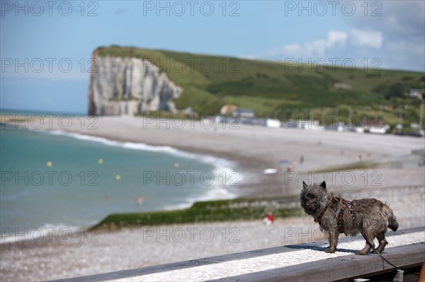 France, plateau of caux maritime