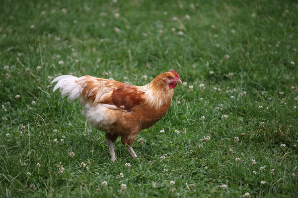 France, Haute Normandie, seine maritime, amfreville les champs, plateau de caux maritime, la ferme au fil des saisons, ferme pedagogique, produits du terroir, poulet,