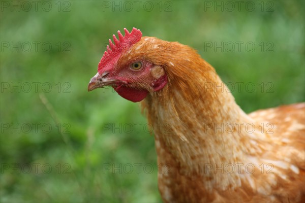 France, Haute Normandie, seine maritime, amfreville les champs, plateau de caux maritime, la ferme au fil des saisons, ferme pedagogique, produits du terroir, poulet,