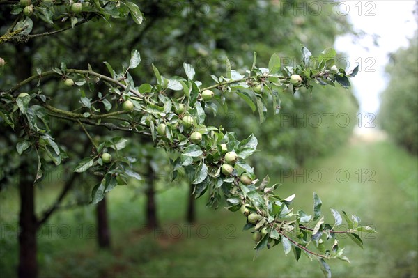 France, Haute Normandie, seine maritime, amfreville les champs, plateau de caux maritime, la ferme au fil des saisons, ferme pedagogique, produits du terroir, verger, pommes,