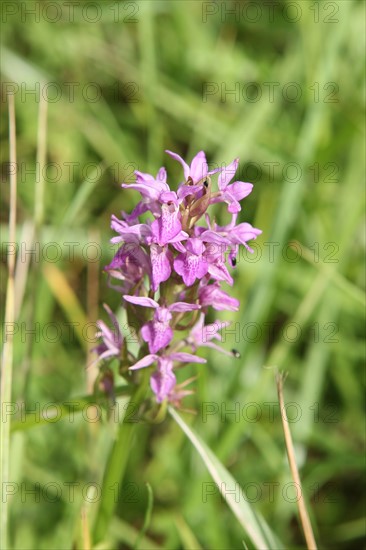 France, Haute Normandie, seine maritime, plateau de caux maritime, le hanouard, les basses eaux, sentier de promenade, nature, decouverte, orchidee sauvage,