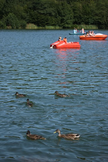 France, Haute Normandie, seine maritime, plateau de caux maritime, lac de caniel, base nautique et de loisirs, plage, nautisme, sports, canards,