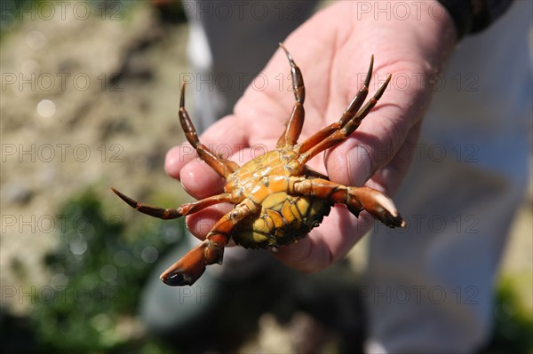 France, Haute Normandie, seine maritime, l'echelle saint martin, plateau de caux maritime, sortie pedagogique sur l'estran, crabe,