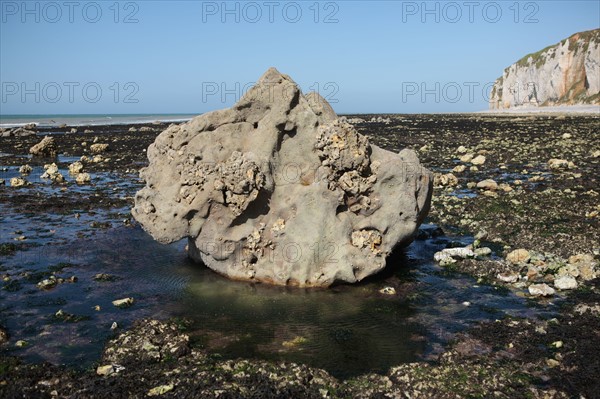 France, Haute Normandie, seine maritime, l'echelle saint martin, plateau de caux maritime, sortie pedagogique sur l'estran, gres,