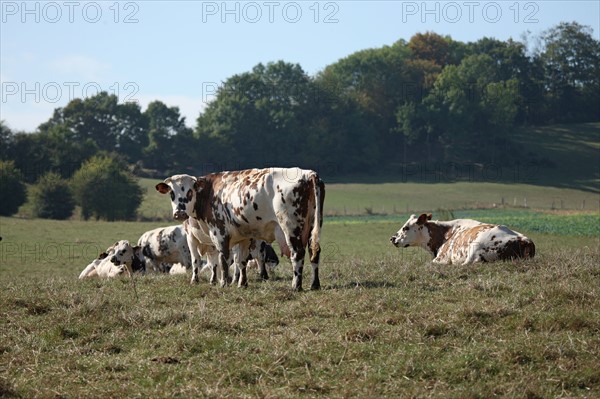 France, Haute Normandie, seine maritime, pays d'accueil touristique du pays de bray, boucle du montroty, randonnee, paysage, troupeau de vaches,