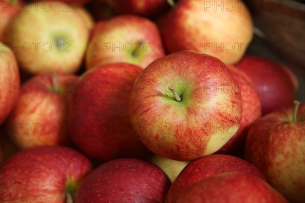 France, Haute Normandie, seine maritime, pays des caux seine, producteur de pomme M Mme Bonnal, poires, pommes, fruits, agriculture, vente directe, gastronomie, terroir,