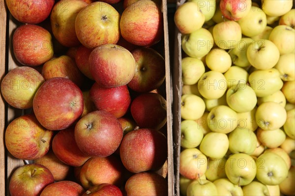 France, Haute Normandie, seine maritime, pays des caux seine, producteur de pomme M Mme Bonnal, poires, pommes, fruits, agriculture, vente directe, gastronomie, terroir,