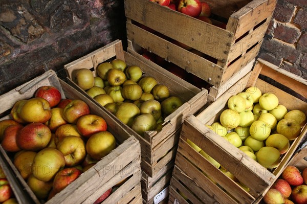 France, Haute Normandie, seine maritime, pays des caux seine, producteur de pomme M Mme Bonnal, poires, pommes, fruits, agriculture, vente directe, gastronomie, terroir,