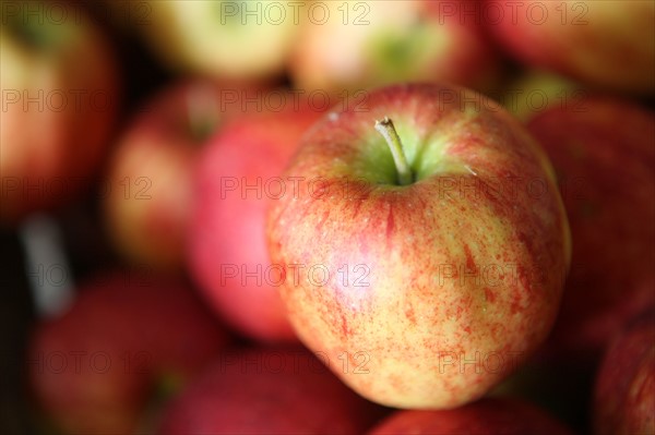 France, Haute Normandie, seine maritime, pays des caux seine, producteur de pomme M Mme Bonnal, poires, pommes, fruits, agriculture, vente directe, gastronomie, terroir,