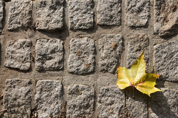 France, Basse Normandie, calvados, bessin, bayeux, cathedrale, paves, feuille morte, automne, rue, sol, arbre,