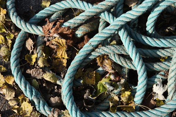 France, Normandie, calvados, port, automne, vieux cordage tombe dans des feuilles mortes,