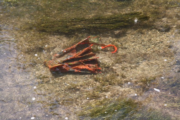 normandy, environment