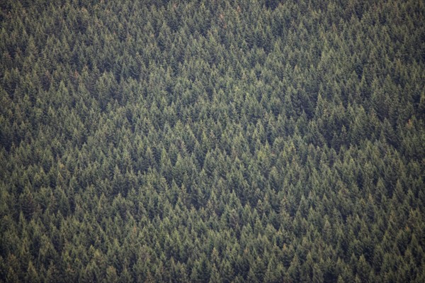 France, auvergne, puy de dome, paysage depuis le sommet du puy de dome, volcan, foret de pins,