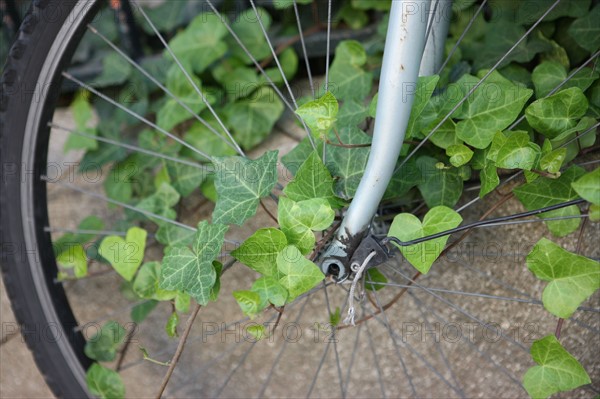 France, paris, 5e arrondissement, velo accroche a une grille pris par le feuillage, lierre, cycle, roues, environnement, transport ecologique, oubli,