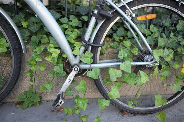 France, paris, 5e arrondissement, velo accroche a une grille pris par le feuillage, lierre, cycle, roues, environnement, transport ecologique, oubli,