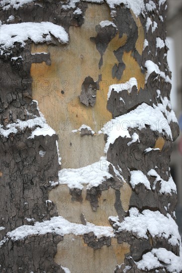 Paris sous la neige