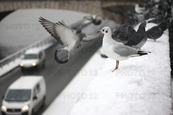 Paris sous la neige